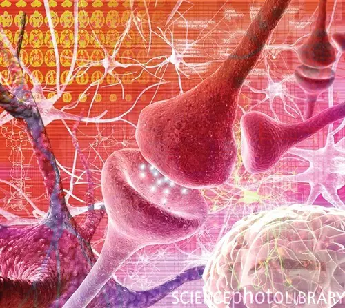 Nerve synapse