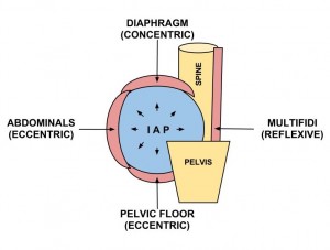 The effect of a proper inhale results in controlled IAP via trunk musculature.