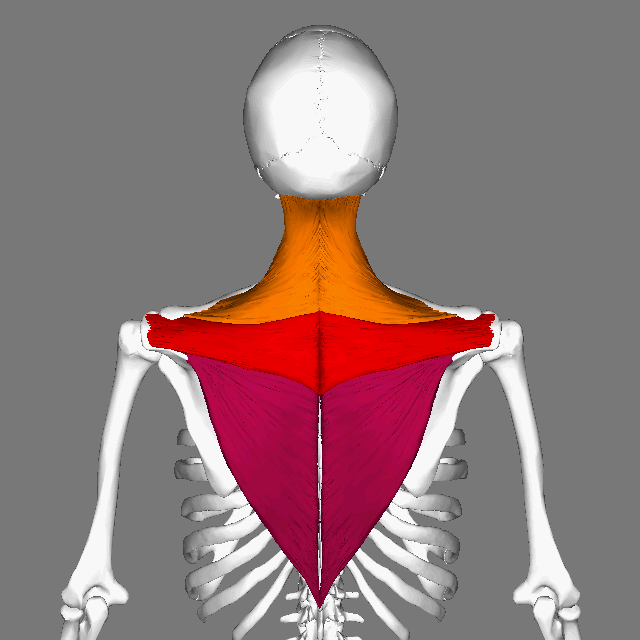 Upper Trapezius Fibers Attach to the Distal Lateral Third of the Clavical