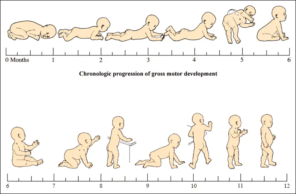 The way 6 million years of evolution has taught us to develop stability