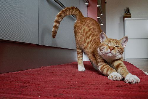Stretching-cat.jpg