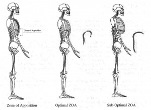 Postural Restoration Institute (PRI) - Zone of Apposiion