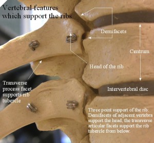 Ribs act as a lever to elongate the thoracic spine