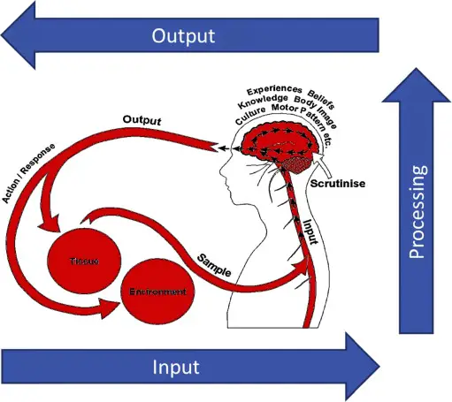 Gifford 1998. Pain, the Tissues and the Nervous System: A conceptual model. Physiotherapy.