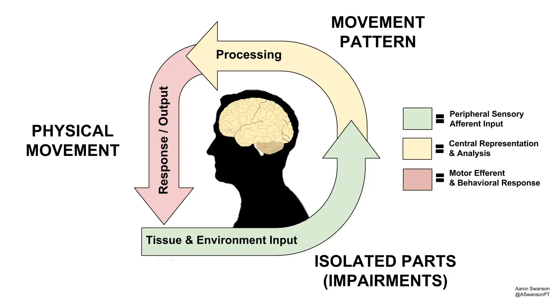 Based off of Louis Giffords Mature Organsim Model - How Movement Goes From Inputs to Outputs Via the CNS