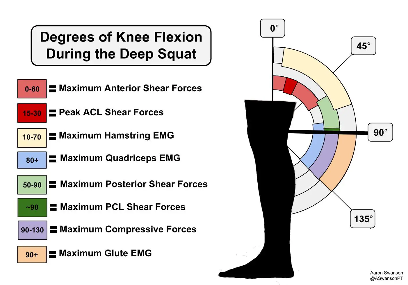 Squat forces and muscle activity