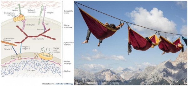 The line is the collagen, the carabiners are the integrins, the hammocks are the cells, the person is the nucleus. Any applied force on the line will be felt by each person attached to the same line (regardless the distance from the force).
