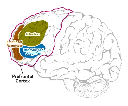 Major functions of the Prefrontal Cortex