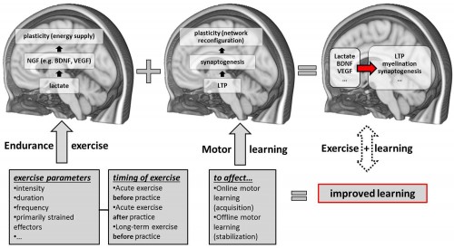 Taubert, Marco, Arno Villringer, and Nico Lehmann. "Endurance Exercise as an “Endogenous” Neuro-enhancement Strategy to Facilitate Motor Learning." Frontiers in Human Neuroscience Front. Hum. Neurosci. 9 (2015): n. pag. Web.